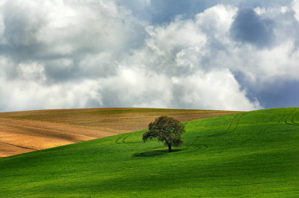 istock Andalusian countryside 1290199371