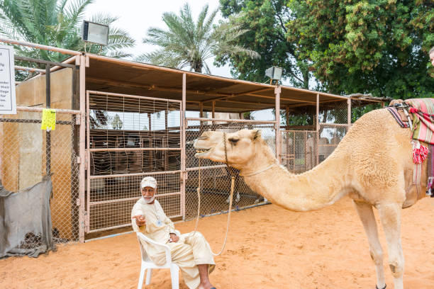 ein alter arabischer mann und ein kamel für den touristenreiten im heritage folk village in abu dhabi, vereinigte arabische emirate - united arab emirates middle eastern ethnicity men camel stock-fotos und bilder