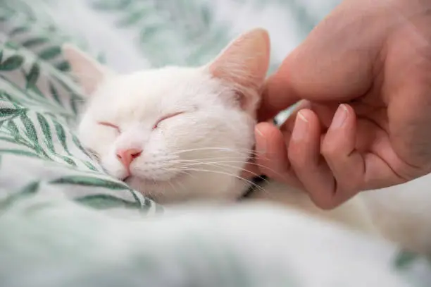 Photo of Cropped shot of someone hand scratching and plying a white cat while sleeping.