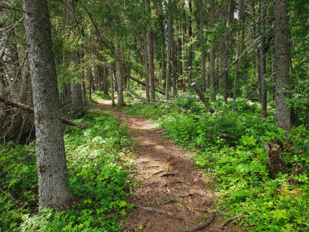 Beautiful view on the Blue Lakes Hiking Trail at Duck Mountain Provincial Park, Manitoba, Canada Beautiful Canadian landscape riding mountain national park stock pictures, royalty-free photos & images