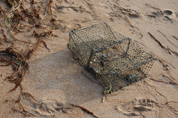 Indian fisherman with catch of fresh crab in net