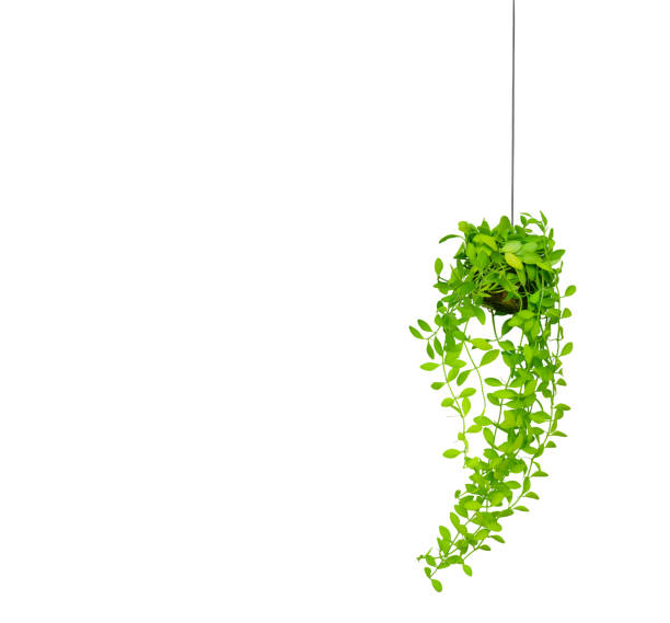 green ivy in flowerpot isolated on white background.