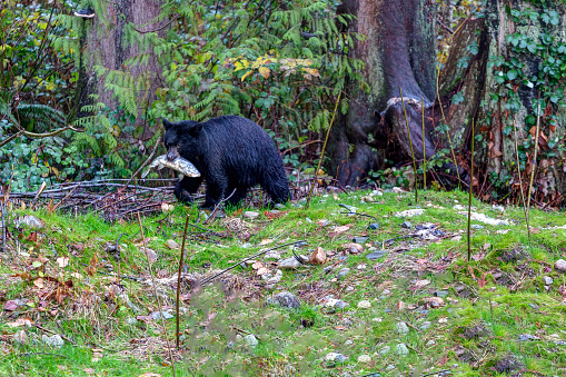 American black bear taking fish from a creek to the bank