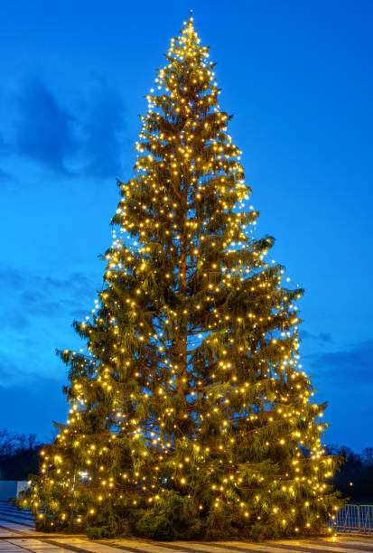 istock Natural outdoor christmas tree 1290209470