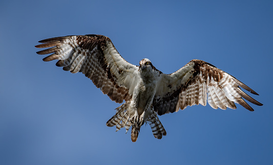 An osprey in Southern Florida