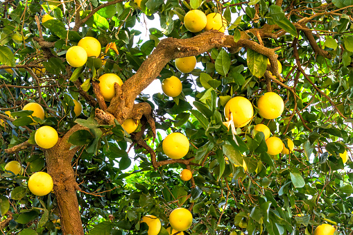 Orange tree with blossoms, and clusters of juicy, harvest ready oranges