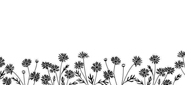 справочный материал с цветочной иллюстрацией, маргарет - marguerite stock illustrations