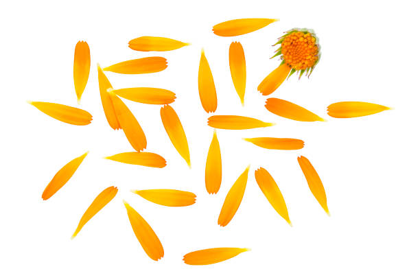 istock Orange flower marigold, top view. Calendula petals, marigold isolated on white background. Calendula petals close up, flat lay. Marigold petals on a white background. 1290214478