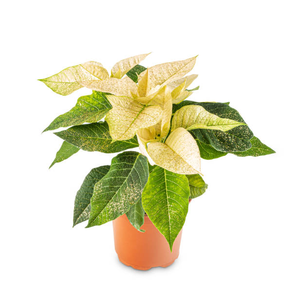 istock Christmas flower poinsettia 1290214490