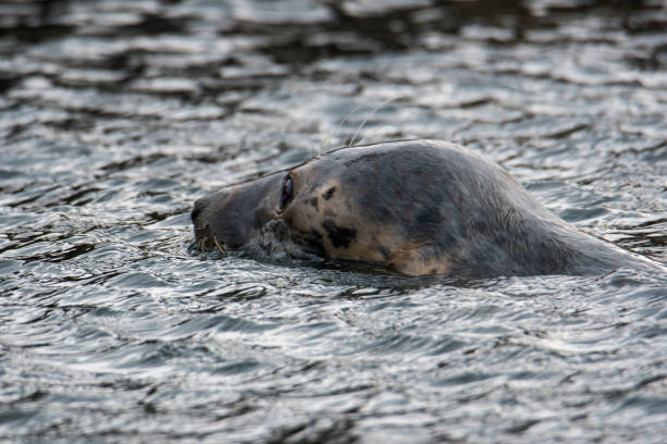 istock Grey Seal In The Sea 1290214679