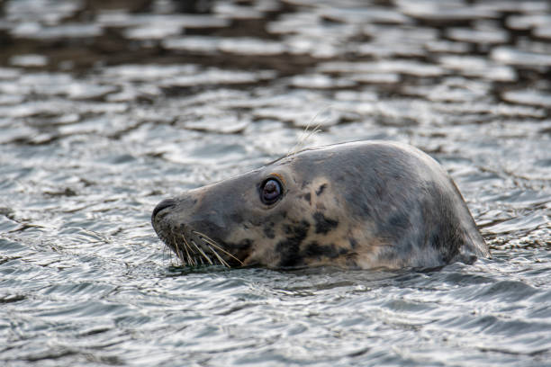 istock Grey Seal In The Sea 1290214681