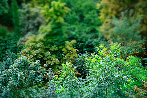 The deep Green. Tropical rainforest. Background - Jungle