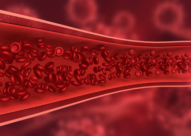glóbulos rojos en la vena humana - healthcare and medicine human cardiovascular system anatomy human blood vessel fotografías e imágenes de stock