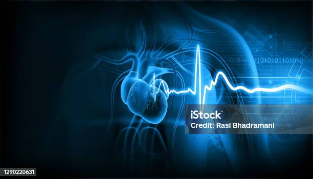 Human Heart With Ecg Graph Stock Photo - Download Image Now - Electrocardiography, Heart - Internal Organ, Cardiologist