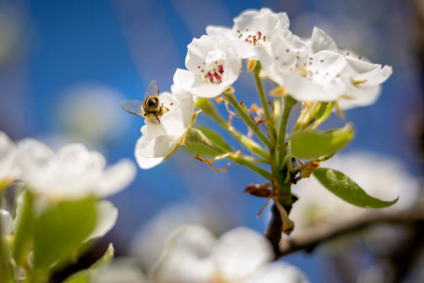 istock Bee pollinating white apple blossoms on a sunny day 1290221039
