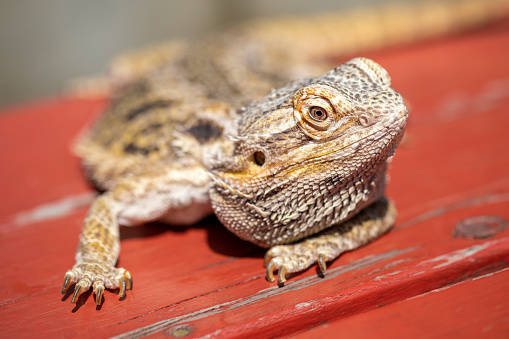 Close-up view of lizard pet sunbathing on a red wooden bench.