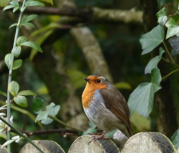 A cheery robin on a fence stock photo