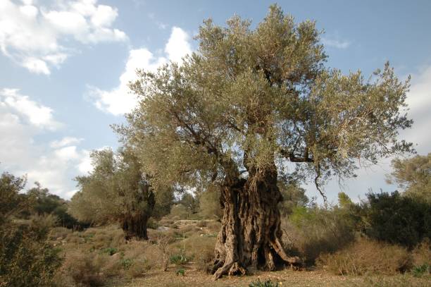 istock Olive tree in the olive grove lit by soft winter sun. 1290225266