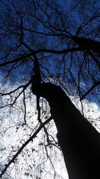 istock Bare trees silhouette against blue and white sky. 1290225306