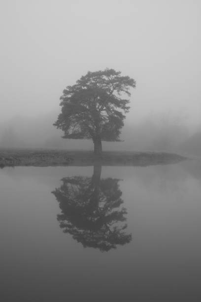 istock lone tree reflected in water in the fog 1290226681
