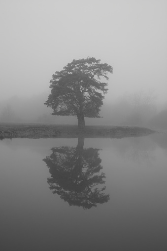 lone tree reflected in water in the fog