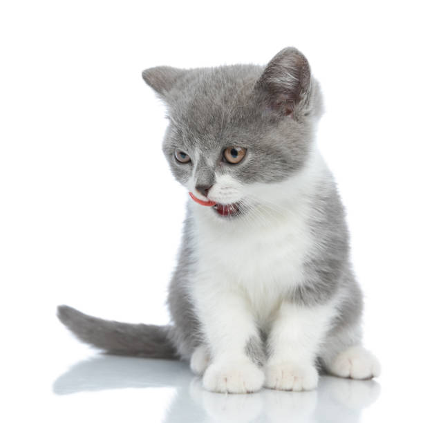 istock small british shorthair cat licking her nose 1290226960