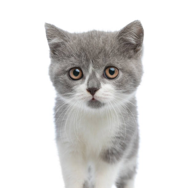 istock extremely adorable british shorthair cat looking at the camera 1290227077