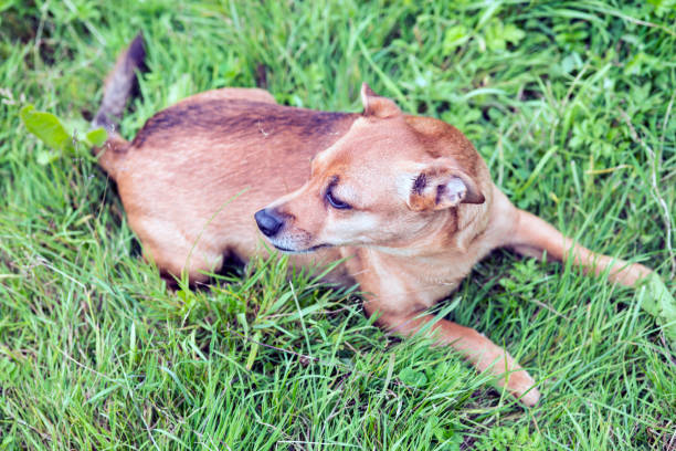 istock Red-haired old dog jack russell terrier posing in nature 1290227100