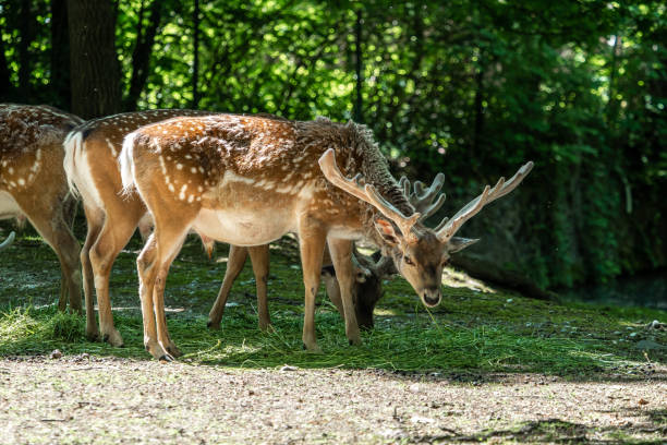istock The fallow deer, Dama mesopotamica is a ruminant mammal 1290227217