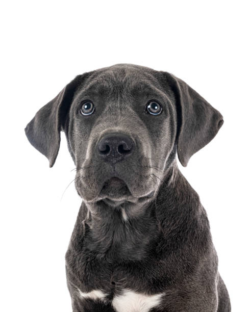 istock puppy italian mastiff 1290227363