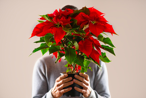 closeup of a man holding a poinsettia plant, with its characteristic red leaves, typical on christmas time in many countries, in front of his face