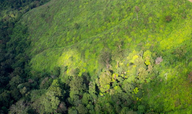 istock aerial view of mountain and rainforest 1290228805