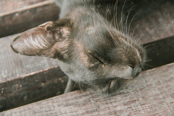 The black cat slept on the wooden floor comfortably.