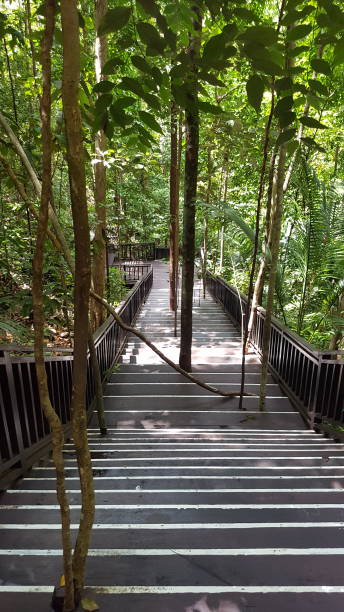 istock Tree Fight wood stairs 1290228968
