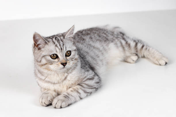 istock Scottish straight cat tabby on white background 1290229810