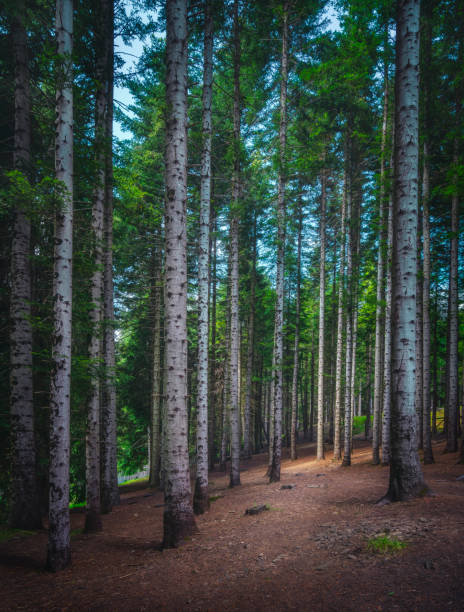 Mountain path inside a silver fir forest in Orecchiella natural park. Apennines in Garfagnana, Tuscany, Italy. Europe