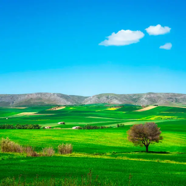 Apulia countryside view, rolling hills and green fields landscape. Murge Poggiorsini, Bari, Italy Europe