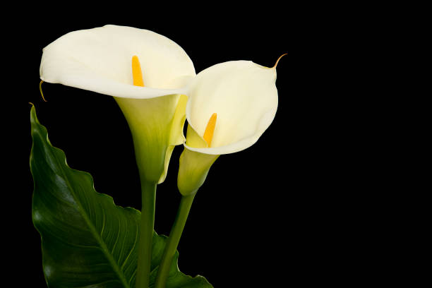istock Two blooming calla lilly flowers with a green leaf on a black background with copy space 1290233090