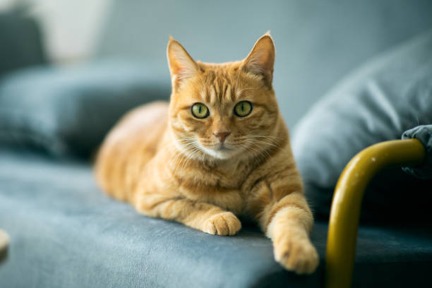 retrato de gato de jengibre - animal macho fotografías e imágenes de stock