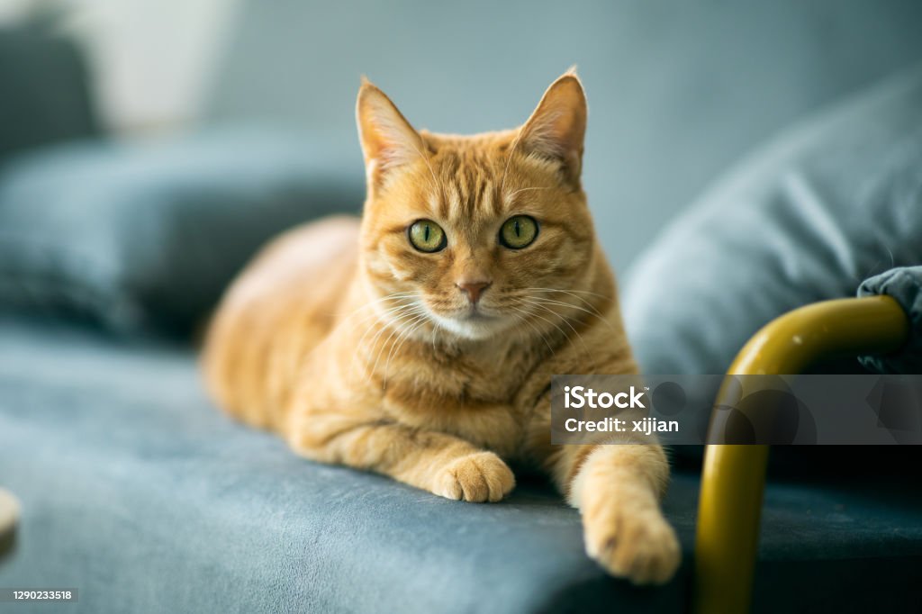 Ginger Cat Portrait Domestic Cat Stock Photo