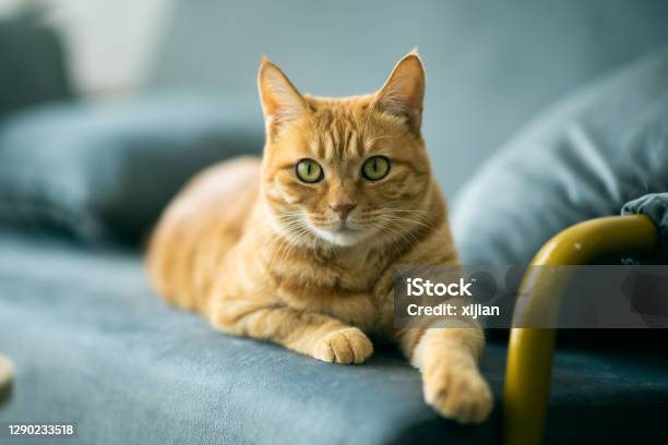Ginger Cat Portrait Stock Photo - Download Image Now - Domestic Cat, Ginger Cat, Kitten