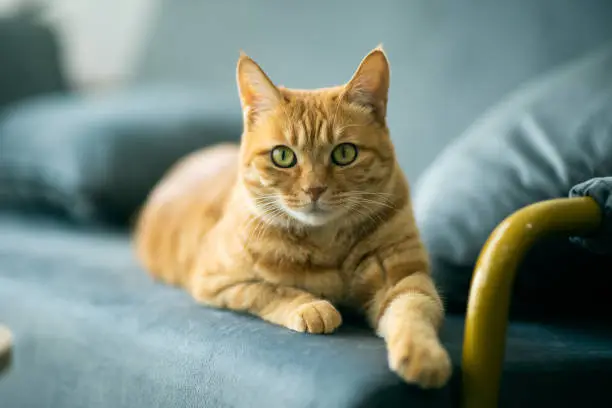 Photo of Ginger Cat Portrait