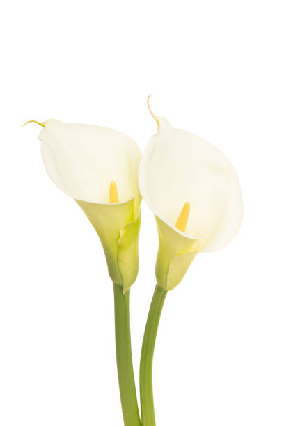 Two white blooming calla lilly flowers isolated on a white background