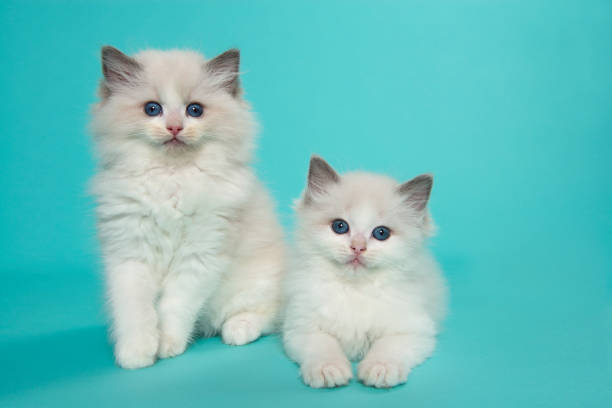 istock Two cute ragdoll cat kittens with blue eyes looking at the camera, one sitting one lying down on a blue background 1290234792
