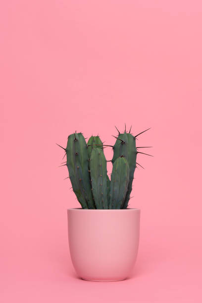 istock Green cactus in a pink flower pot on a pink background in a vertical image 1290234817