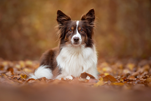 Dog outdoors in autumn