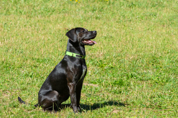 istock black dog sitting on green grass 1290234860