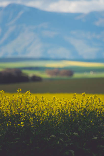 Agricultural landscape of canola and wheat-fields, with eucalyptus trees and mountains in the background. Overberg, Western Cape, South Africa.