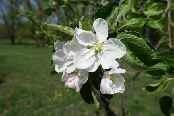 Five petaled white flower of apple tree in April