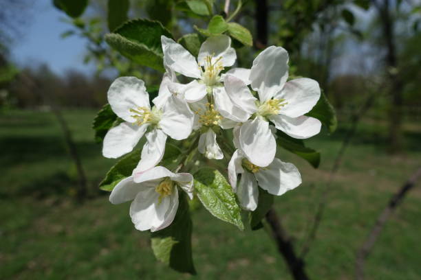 istock Lily white flowers of apple tree in April 1290236299